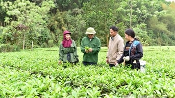 “Đảng viên đi trước” ở Đức Ninh