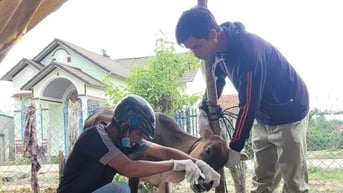 Thủ tướng chỉ đạo triển khai giải pháp phòng, chống dịch bệnh gia súc,...