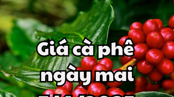 Tin tức, dự báo giá cà phê ngày mai 7/4/2025 tiếp tụ đi ngang