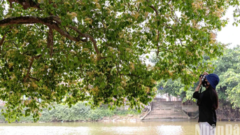 Quảng Bình: Hoa bún rực vàng ở làng quê Lệ Thủy