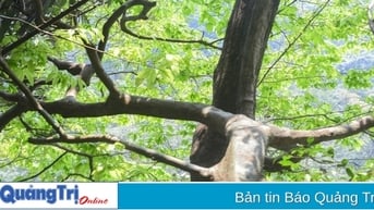 Hơn 300 cây mai cổ thụ trong rừng nguyên sinh ở Đakrông được công bố