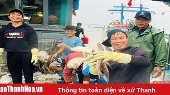 Ngư dân Thanh Hóa trúng vụ cá Bắc