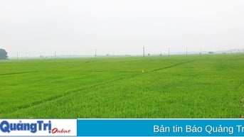Toàn tỉnh có hơn 2.030 ha đất không canh tác vụ hè thu