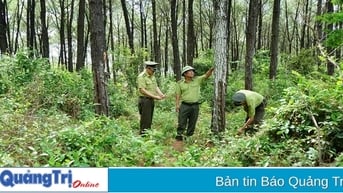 Tăng cường thu hút đầu tư vào lĩnh vực lâm nghiệp