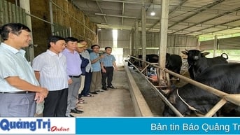 Kết quả khả quan từ mô hình nuôi bò thịt thâm canh