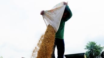 Giá lúa gạo hôm nay 8/4/2025: Ít biến động