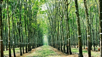 Giá cao su hôm nay 8/4/2025: Tiếp tục giảm mạnh