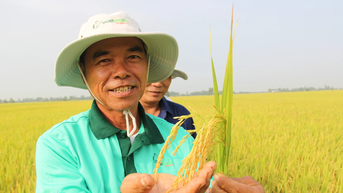 Anh nông dân Đồng Tháp trồng lúa lời 33 triệu đồng/ha nhờ sử dụng thuốc bảo vệ thực vật sinh học