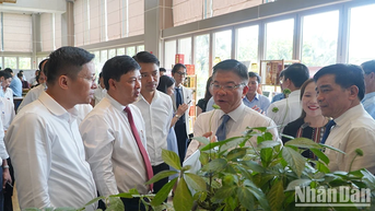 Phát triển và hình thành trung tâm công nghiệp dược liệu tại tỉnh Quảng Nam với sâm Ngọc Linh là cây chủ lực