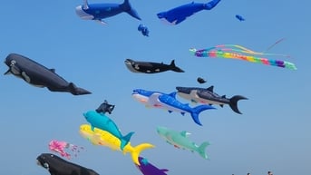 Nhiều bãi biển ở Phan Thiết rợp cánh diều gây ấn tượng cho du khách