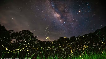 Vũ điệu ánh sáng đom đóm ở rừng Cúc Phương