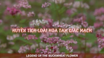 Hoa Tam Giác Mạch - Huyền Tích Loài Hoa Tam Giác Mạch