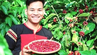 Chàng trai Ê Đê bỏ nghề bác sĩ về xây dựng thương hiệu cà phê trong buôn làng