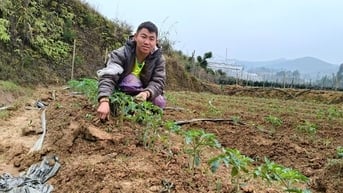 Chàng trai mồ côi kiếm hàng trăm triệu đồng nhờ trồng cà chua trên núi đồi Mù Cang Chải