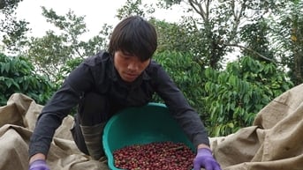 Đắk Nông chứng minh sản phẩm cà phê không gây mất rừng