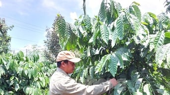Chàng trai K’Ho giúp bà con thay đổi nếp nghĩ cách làm