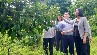 Phó chủ tịch UBND tỉnh Nguyễn Thị Hoàng khảo sát các mô hình nông nghiệp hữu cơ tại Thống Nhất