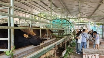 Trại nuôi bò thực nghiệm tại Vườn quốc gia Phước Bình