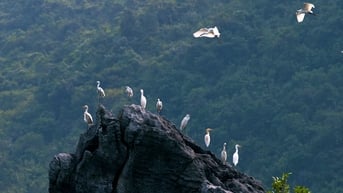 Thế giới hoang dã trên đảo Cát Bà