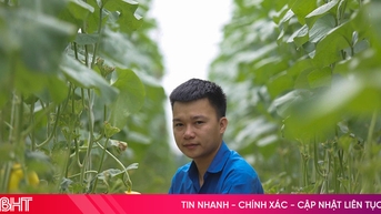 Vườn dưa lưới công nghệ cao trĩu quả ở Đức Thọ