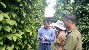 Hơn 1.000 hộ dân Đắk Nông liên kết sản xuất hồ tiêu