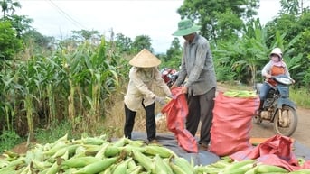 Đắk Nông rộn ràng niềm vui thu hoạch vụ đông xuân