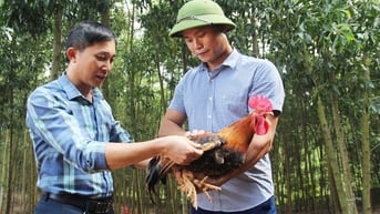 Sơn Động: Vốn ưu đãi tiếp sức cho chủ thể xây dựng sản phẩm OCOP