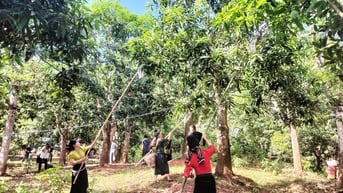 Sơn La: 5 cây cổ thụ được vinh danh Cây di sản Việt Nam