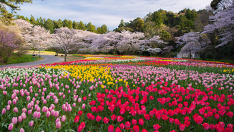 Top 12 địa điểm ngắm hoa tulip ở Nhật Bản rực rỡ nhất mùa lễ hội hoa