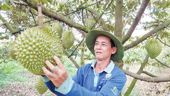 Sầu chung - sầu riêng
