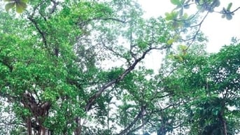 Hà Nội xếp hạng 9 di tích lịch sử - văn hóa cấp thành phố