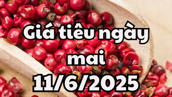 Tin tức, dự báo giá tiêu ngày 11/6/2025 chuẩn bị cho điểu chỉnh mới