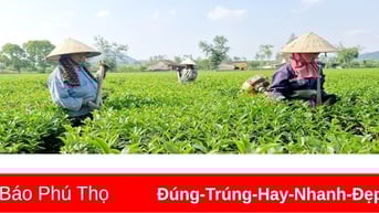Tập trung phát triển thương mại, dịch vụ ở Thục Luyện