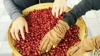 Giá cà phê Robusta quay đầu tăng 1,85% lên mức 4.522 USD/tấn