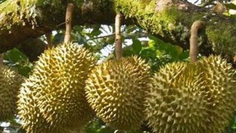 Phát triển sầu riêng bền vững từ giám sát sản xuất, chế biến