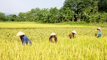 Rộn ràng cánh đồng mùa gặt