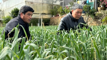 Nông dân Đà Lạt làm quen với cây tỏi tím Israel