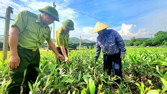 Đảm bảo chất lượng cây giống lâm nghiệp