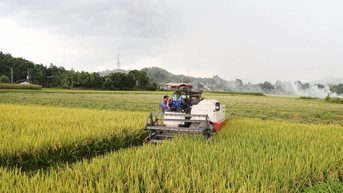Bảo Thắng: Năng suất lúa xuân 2025 đạt hơn 62 tạ/ha