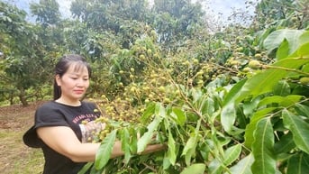 Giàu lên từ nhãn