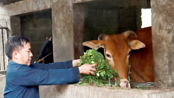 Há Ía khoác lên mình tấm “áo mới”