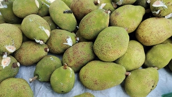 Mít miền Tây rớt giá thê thảm, đại hạ giá 1.000 đồng/kg vẫn ế