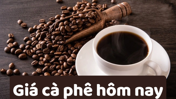 Giá cà phê hôm nay 10/6/2025: Liên tiếp giảm giá
