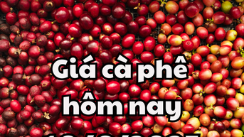 Giá cà phê hôm nay 10/6/2025 Lâm Đồng và Gia Lai giảm nhiều nhất