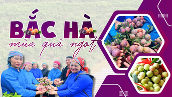 Bắc Hà mùa quả ngọt