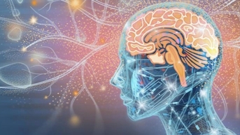 Bộ não của bạn đạt đỉnh cao ở độ tuổi nào?