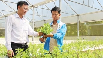 “Gen Z” khởi nghiệp từ nông nghiệp xanh