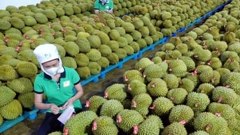 Giá sầu riêng hôm nay 11/6: Sầu riêng Thái tăng nhẹ, Ri6 giữ giá thấp