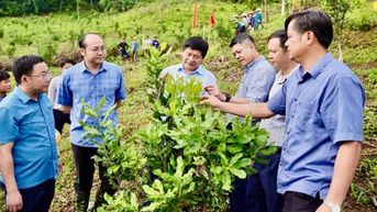 Ươm mầm dưới chân đèo Pha Đin