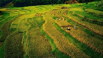 Mùa vàng ở Pù Luông